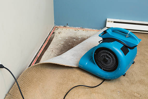 Best Flood damage cleanup  in Ivanhoe, TX